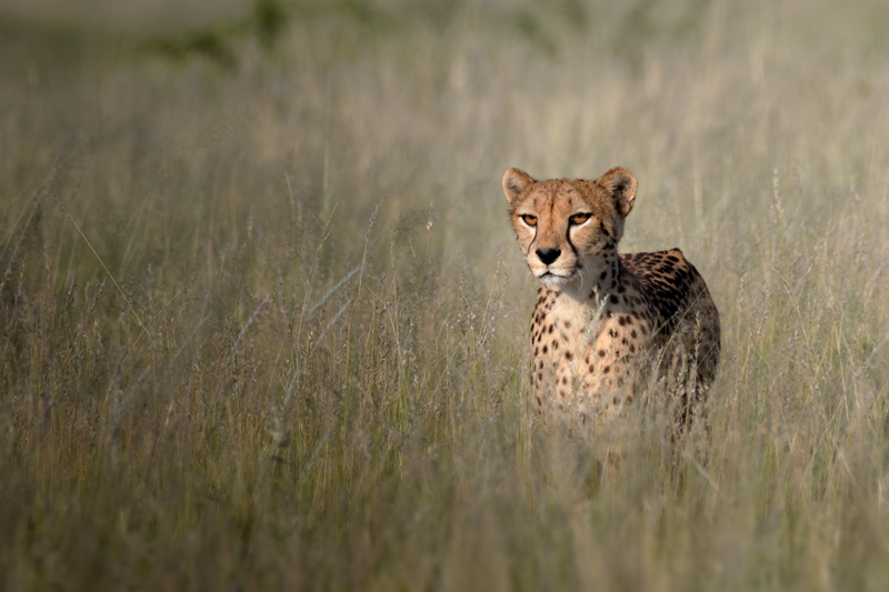 Gepard