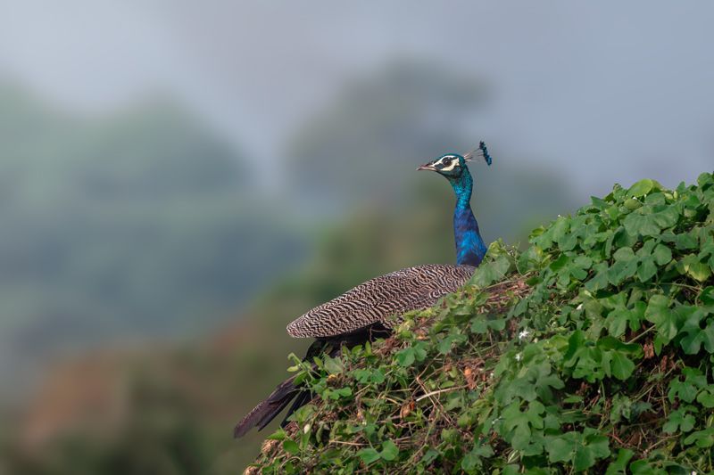 Pfau