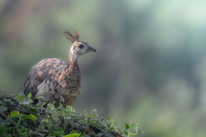 Pfau