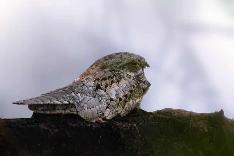 Dschungelnachtschwalbe