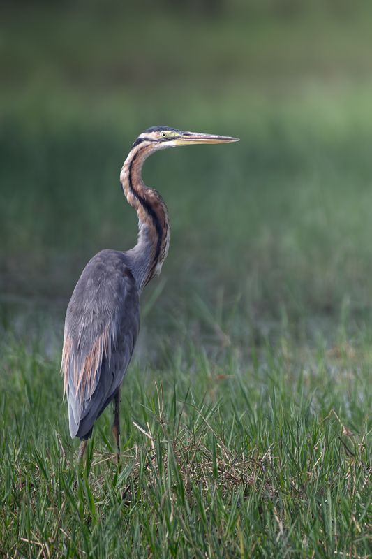 Purpurreiher