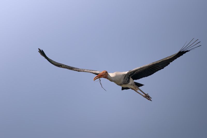 Buntstorch