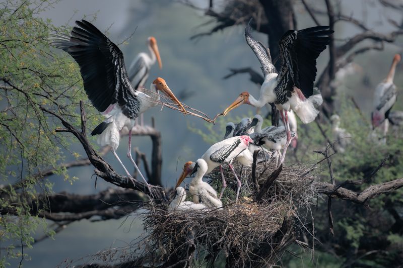 Buntstorch