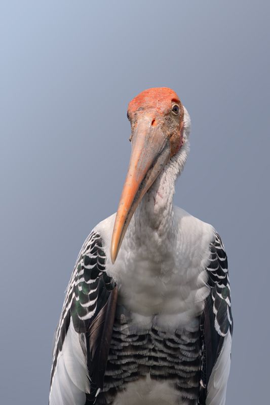 Buntstorch