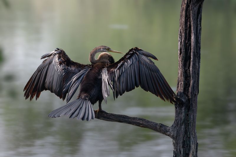 Orient Schlangenhalsvogel