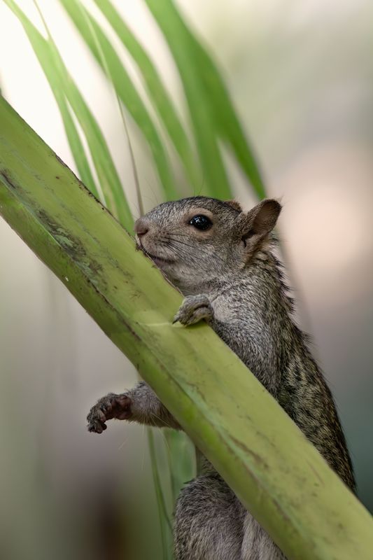 Yucatán-Hörnchen