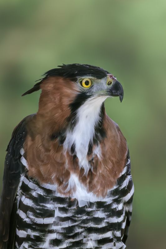 Prachtadler