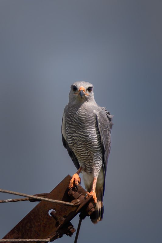 Graubussard