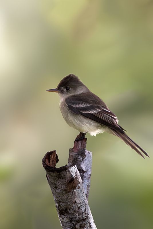 Waldschnäppertyrann