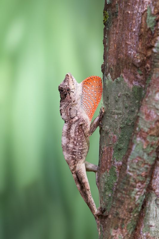 Bahamaanolis