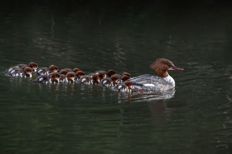 Gänsesäger