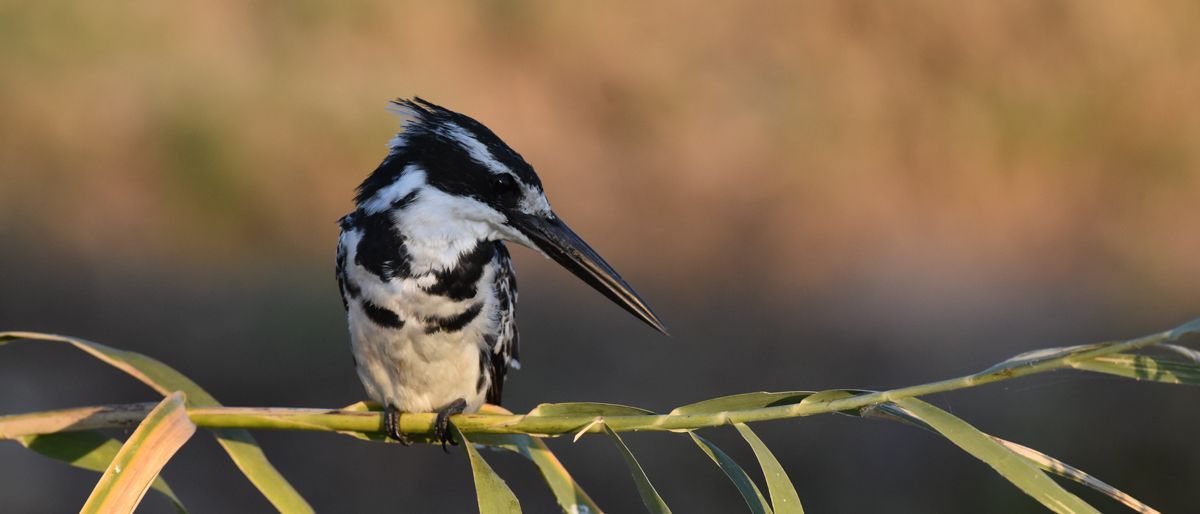 Graufischer Ein Graufischer sitzt auf einem schmalen Ast über dem Wasser und schaut zur Seite.