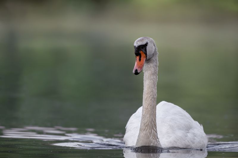 Höckerschwan