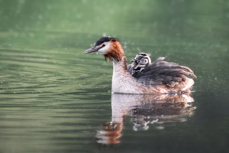 Ein Haubentaucher schwimmt auf ruhigem Wasser, ein Jungvogel sitzt auf seinem Rücken.