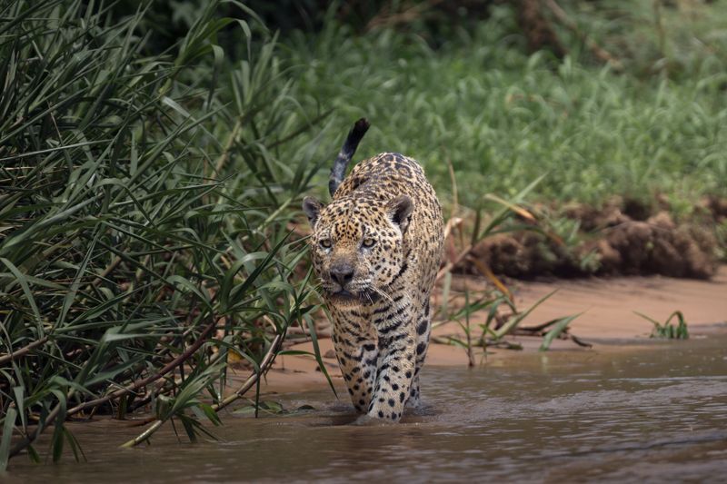 Ein Jaguar schreitet konzentriert durch seichtes Wasser am Rand eines Flussufers. Sein Fell ist gelb mit schwarzen Rosetten, und sein Blick ist intensiv nach vorne gerichtet. Am Ufer wachsen dichte grüne Pflanzen, die den Raubkatzen teilweise umgeben.