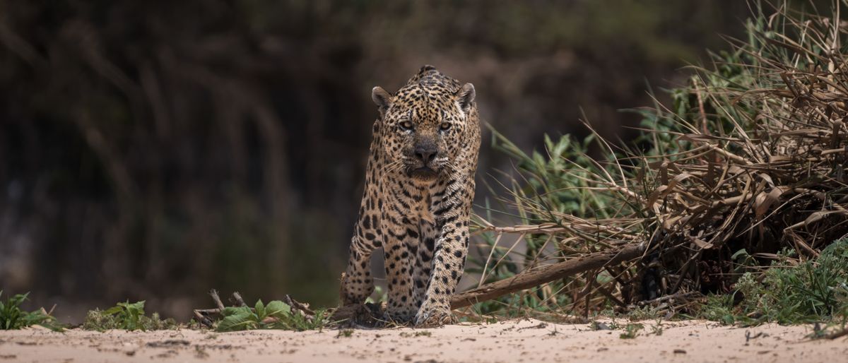 Jaguar Pantanal 2025 Ein Jaguar schreitet frontal durch sandiges Ufergras im Pantanal, aufmerksam und kraftvoll im weichen Naturlicht.