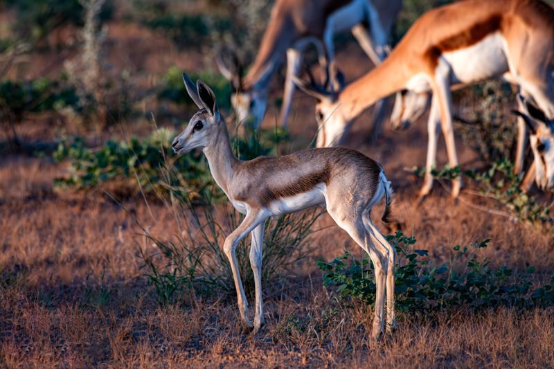 Kalahari-Springbock