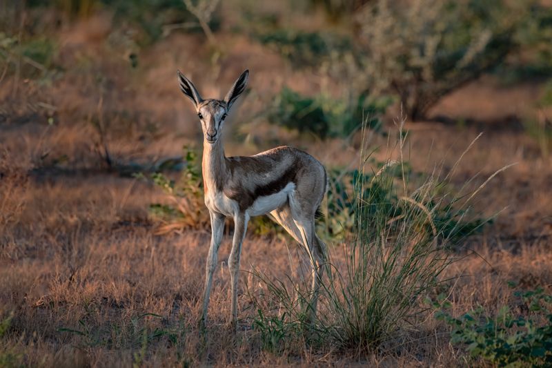 Kalahari-Springbock