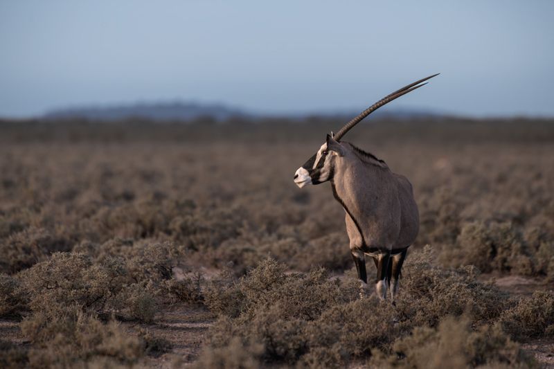 Südliche Oryx