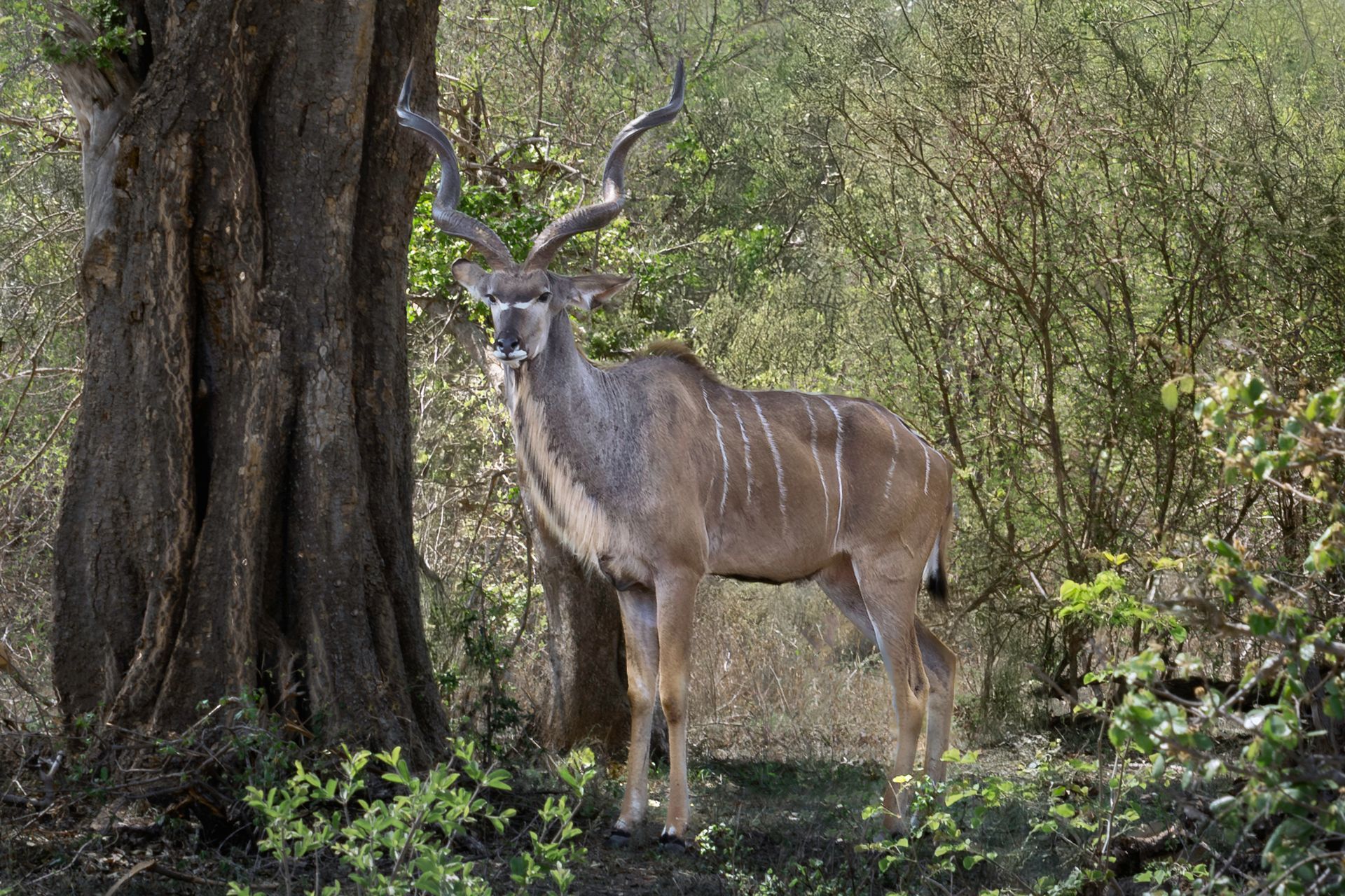 Sambesi-Großkudu