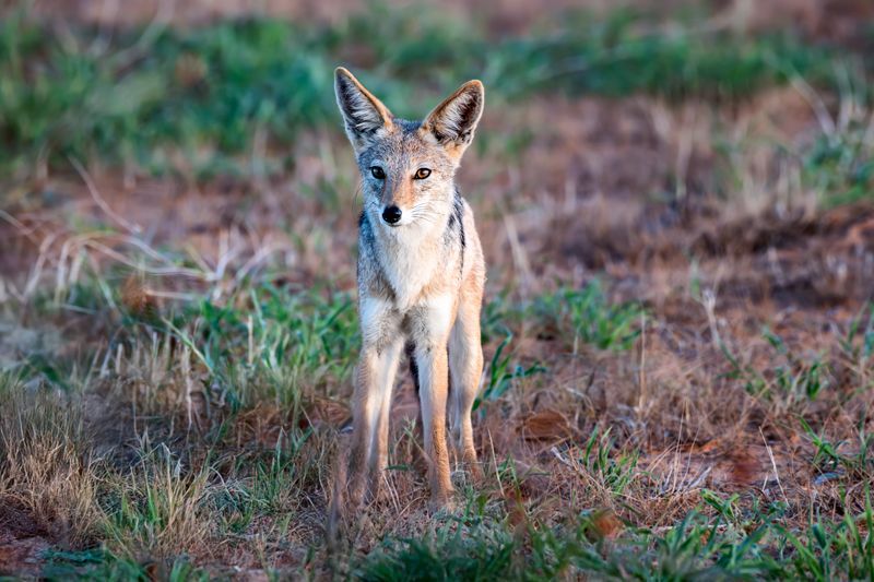 Ein Schakal steht in einer offenen Landschaft und schaut aufmerksam nach rechts.
