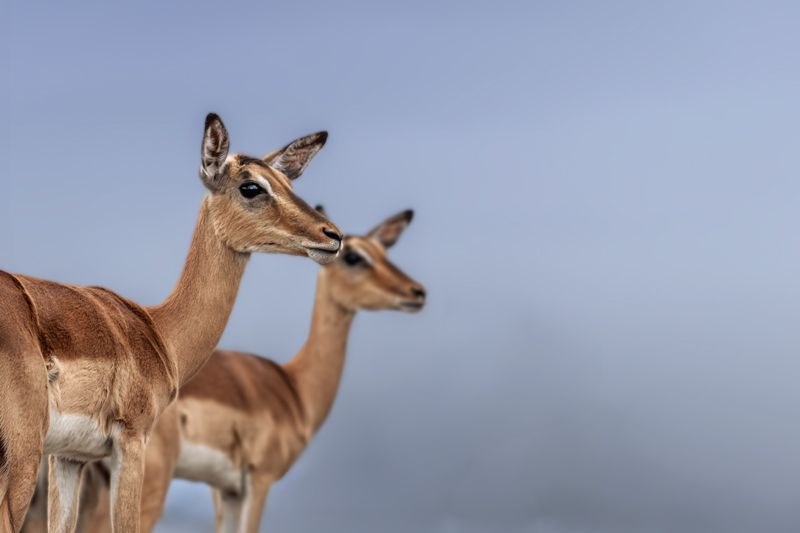 Schwarzfersenantilope