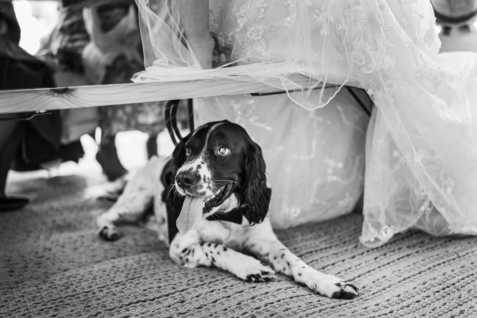 Woodland Weddings South Wales