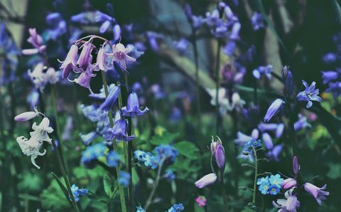 Photo by Suzy Hazelwood from Pexels eco friendly flowers