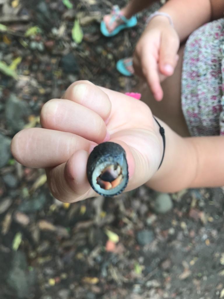 Détail pris à l’îlet Chancel en Martinique lors d’une balade en bateau, moment de partage en milieu naturel.