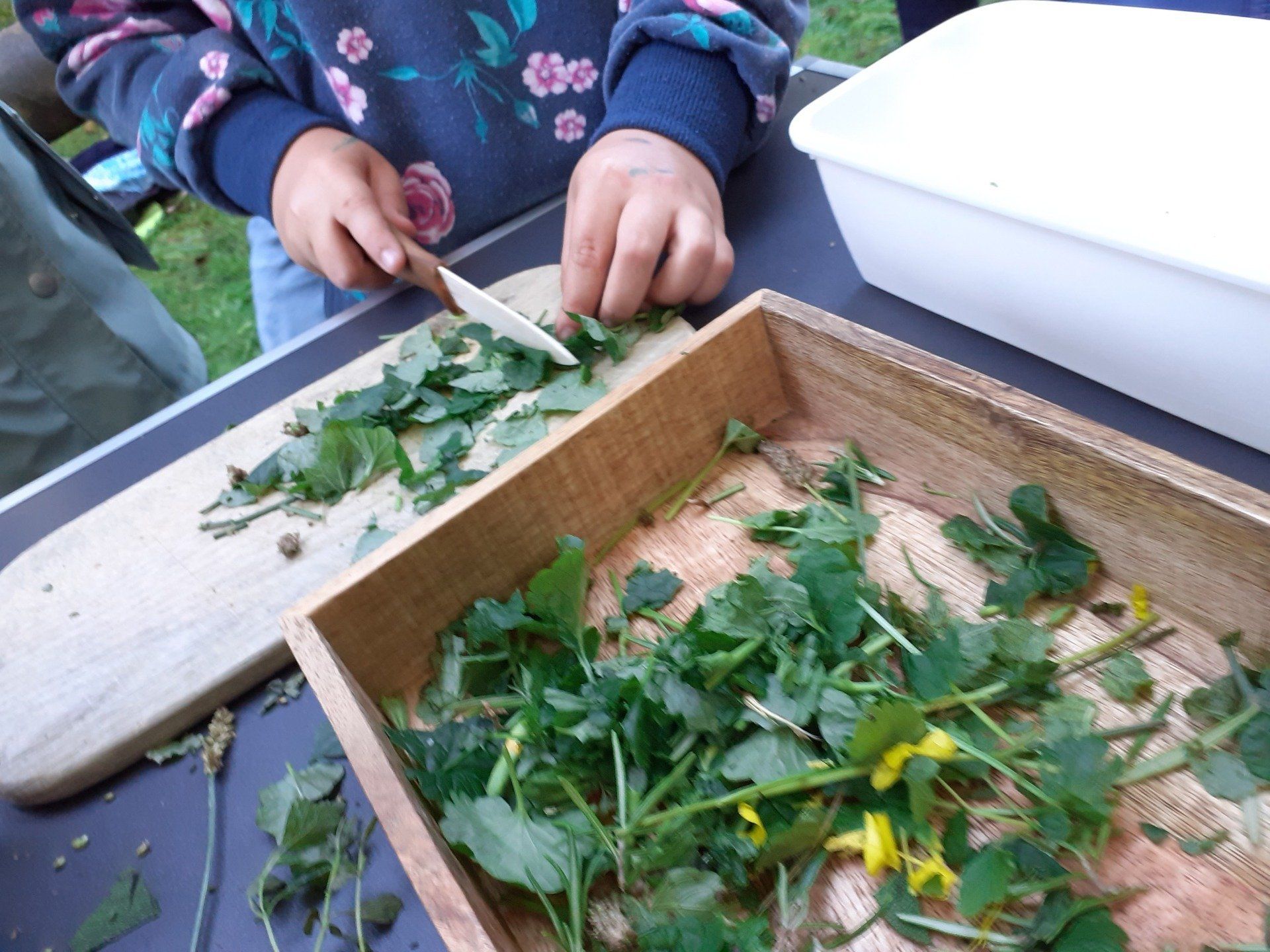 Wildkräuter AG für Grundschüler:innen