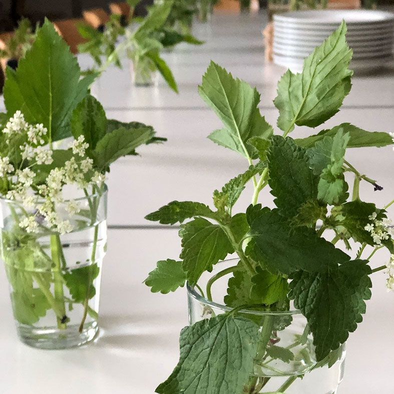 Workshop im Botanischen Garten Oldenburg. Wildkräuter in Neunerlei Suppe von Maren Sigmund