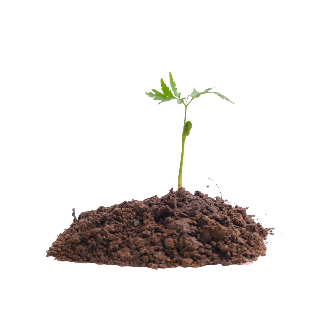 Planta representativa de la consciencia medioambiental