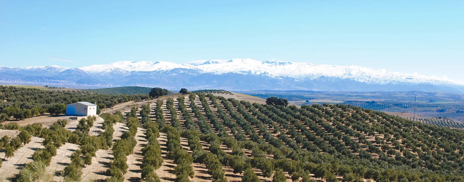 Olivar, Andalucía, Granada
