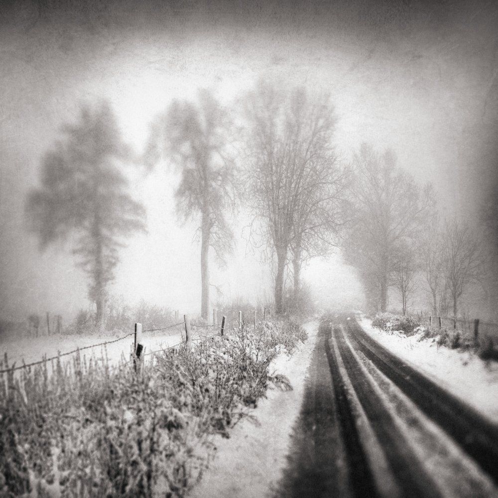 Photographie noir et blanc de paysage : arbres, neige, brouillard, route