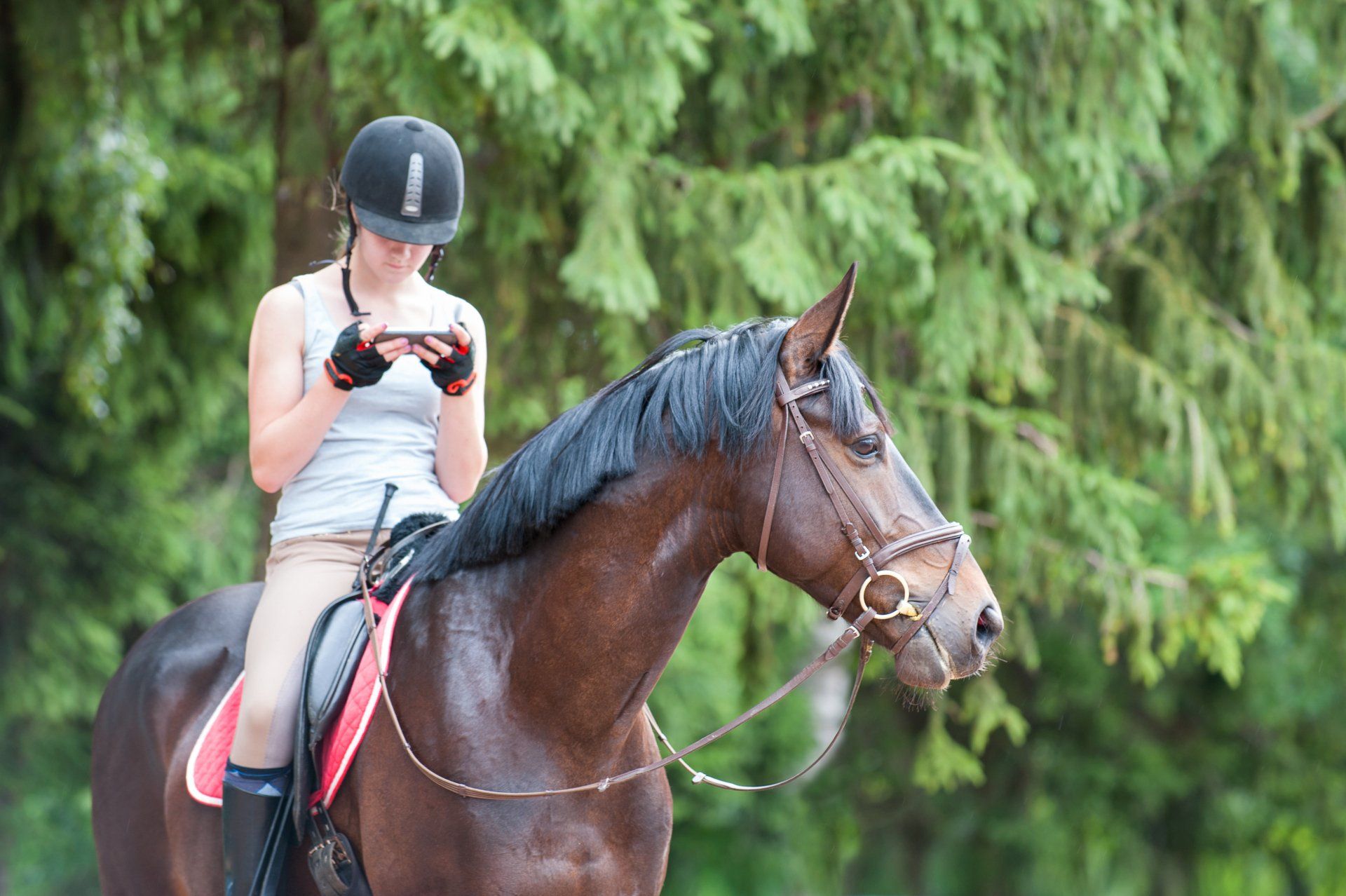 Pferd Smartphone Frau Mädchen Teenager