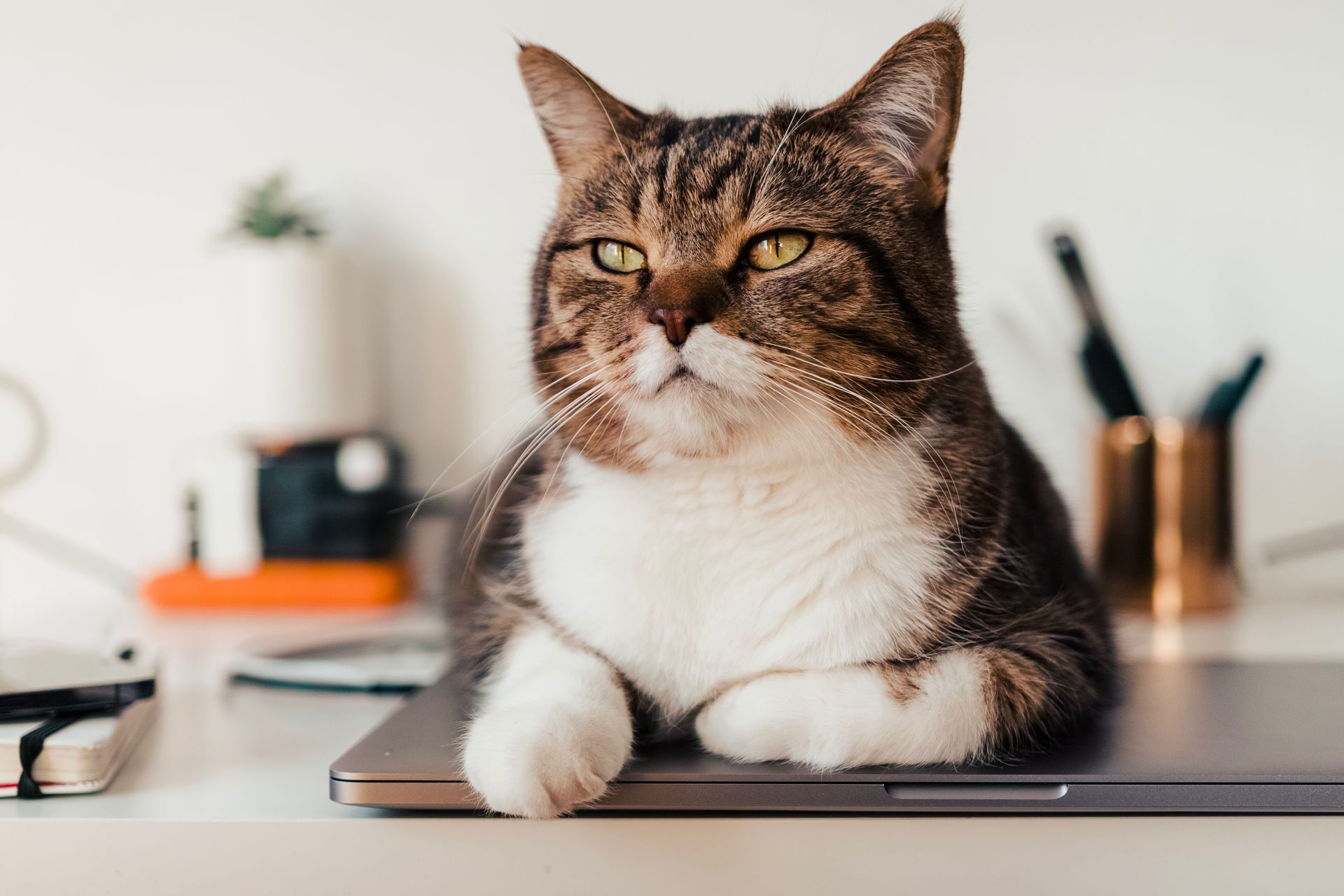 cats are happier at home