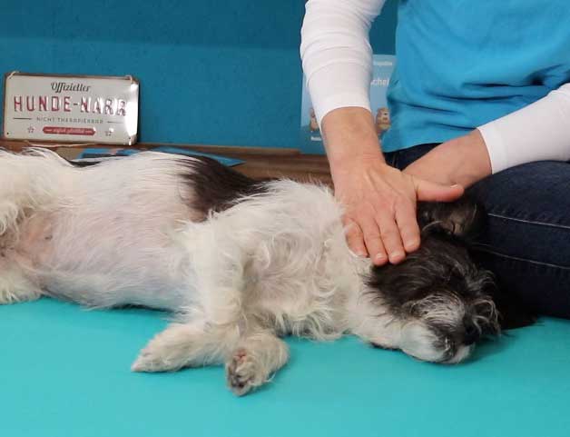 Beruhigende Massage am Hundehals