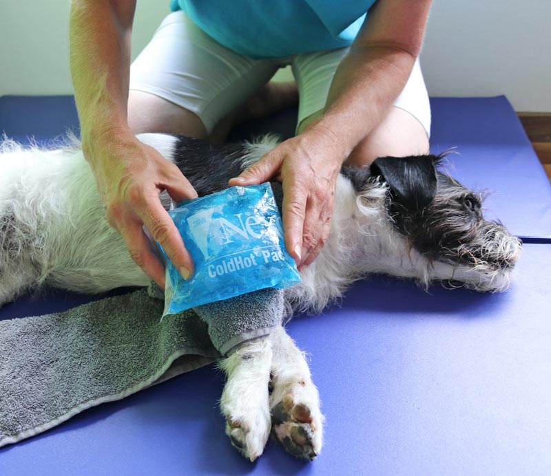 Kühlung einer Verletzung beim Hund mit Kühlpad