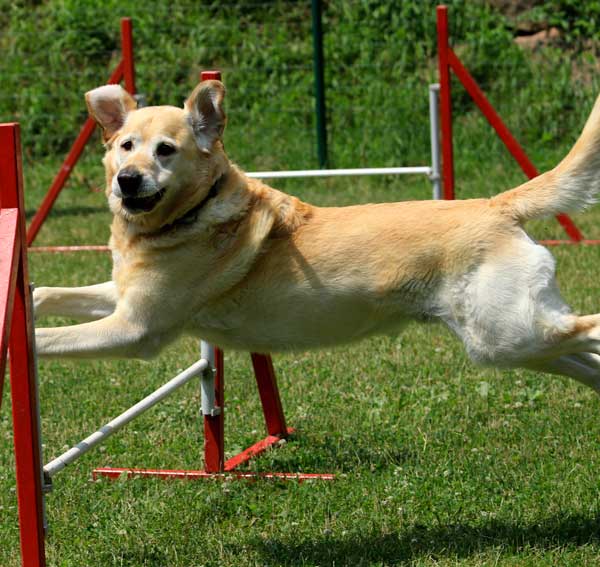 Muskelaufbau im Hundesport Hundephysio Frey