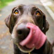 Photo of a dog named Oxo