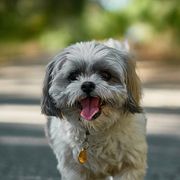 Photo of a dog named Mili