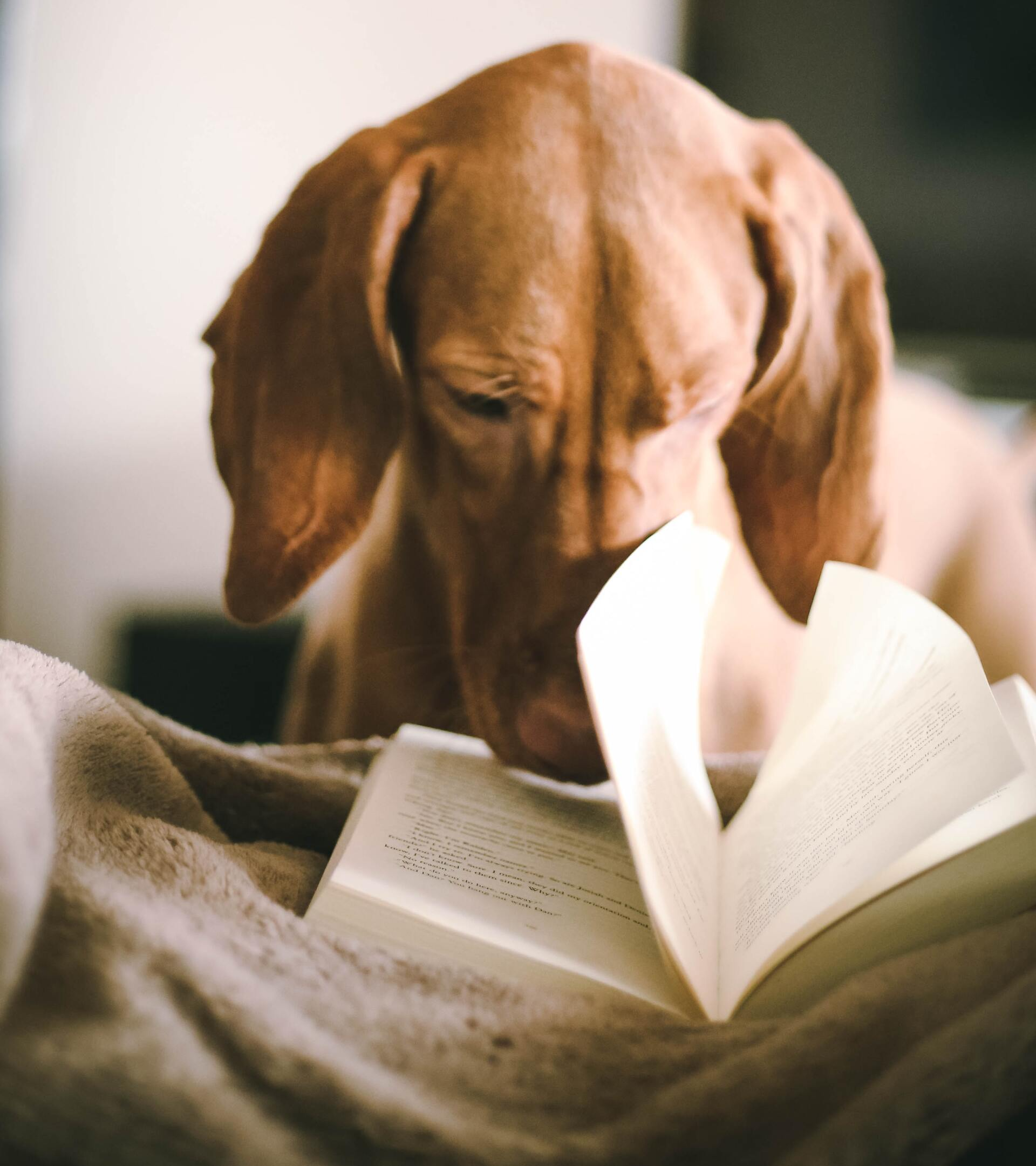 lesender Hund