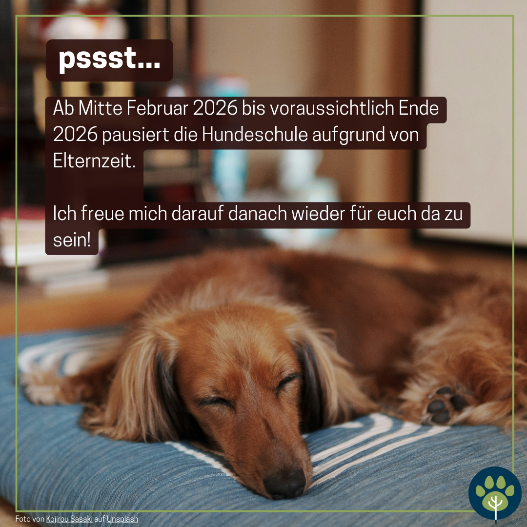 Hund, der schläft.