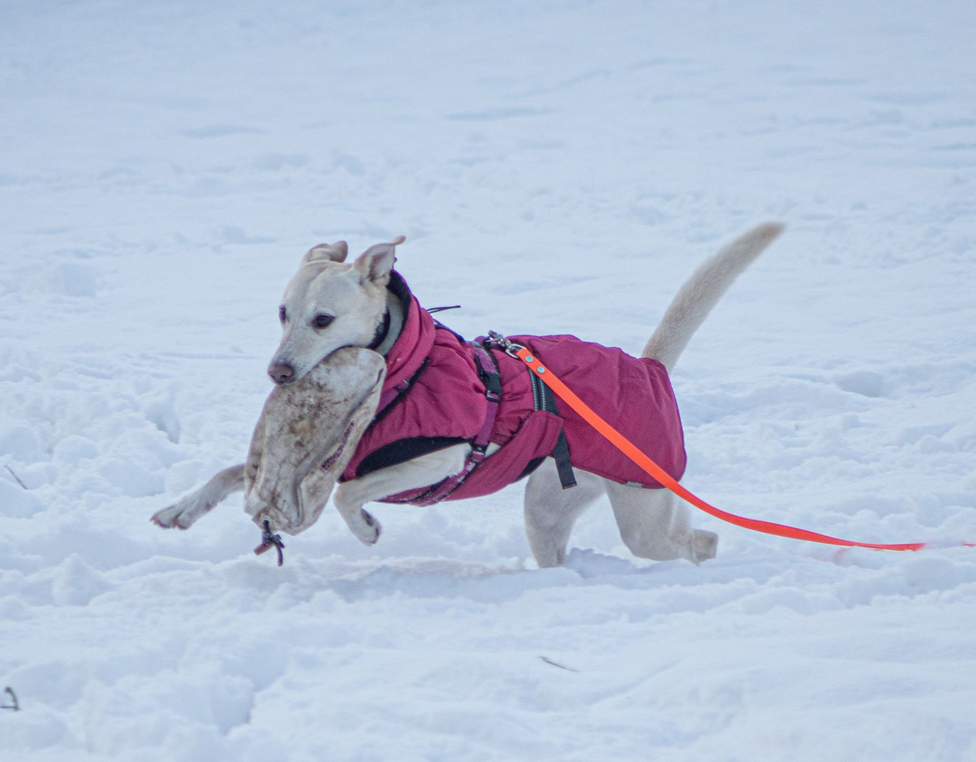 Ein Hund trägt einen Futterbeutel