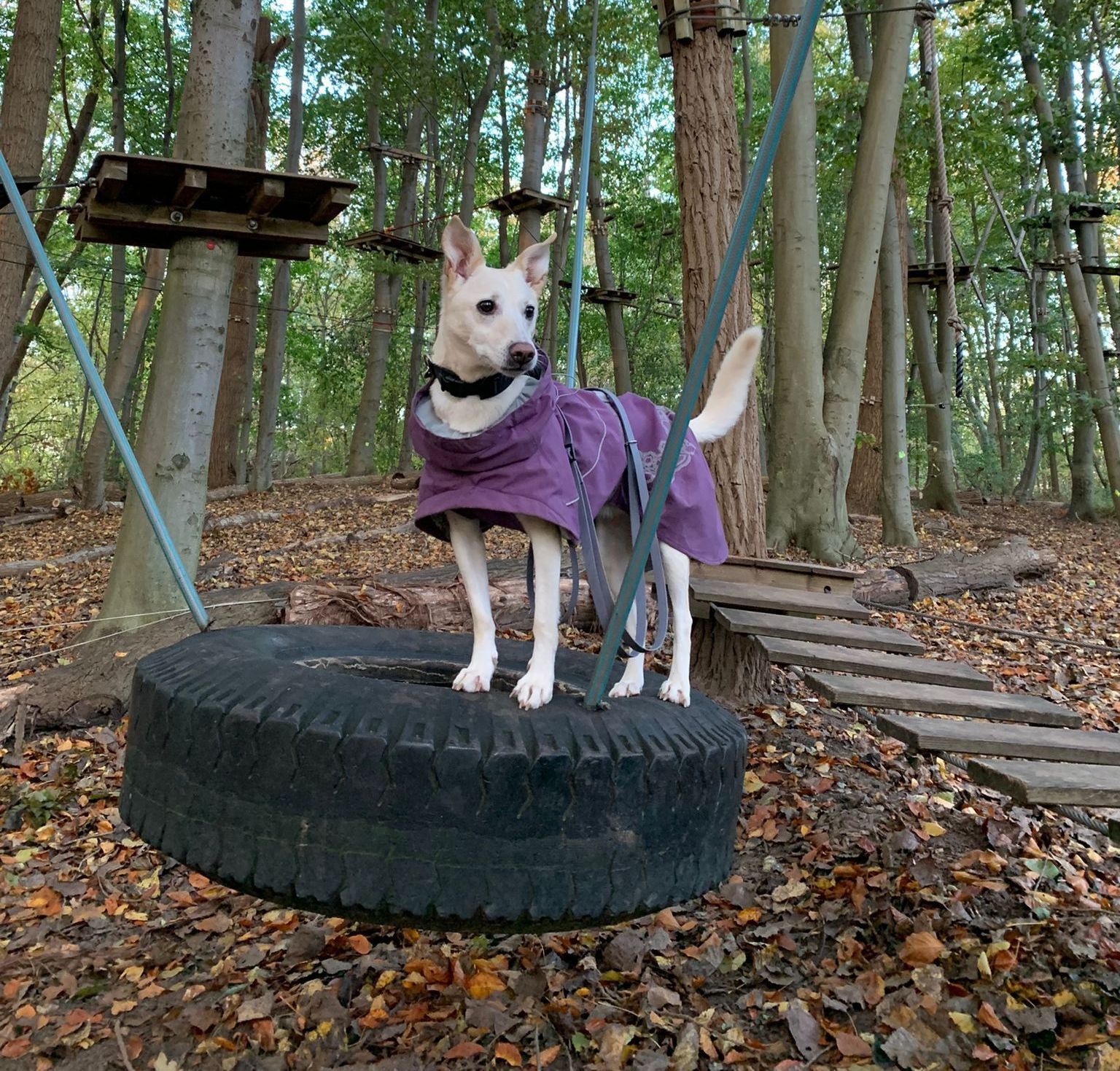 Hund auf Reifen