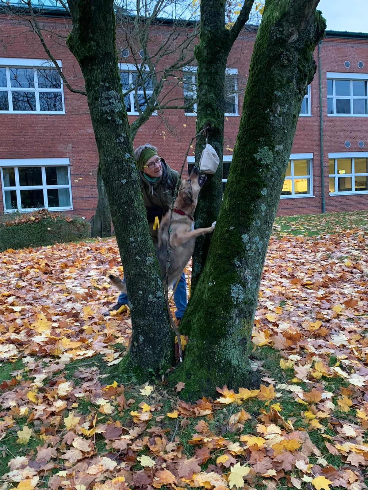 Hund mit Frauchen holen Beutel vom Baum