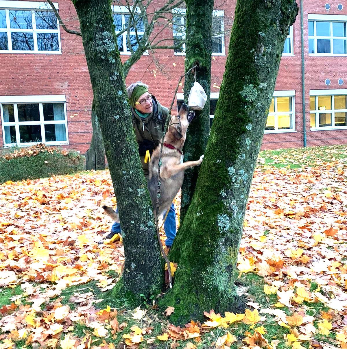 Hund holt Dummy vom Baum: soziales Lernen in Gruppenstunden