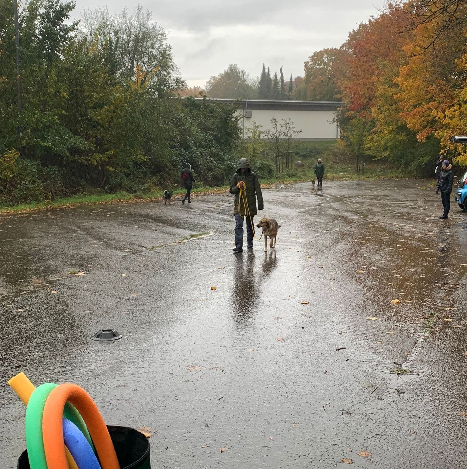 Mehrere Hunde gehen mit ihren Menschen auf einer Fläche lang