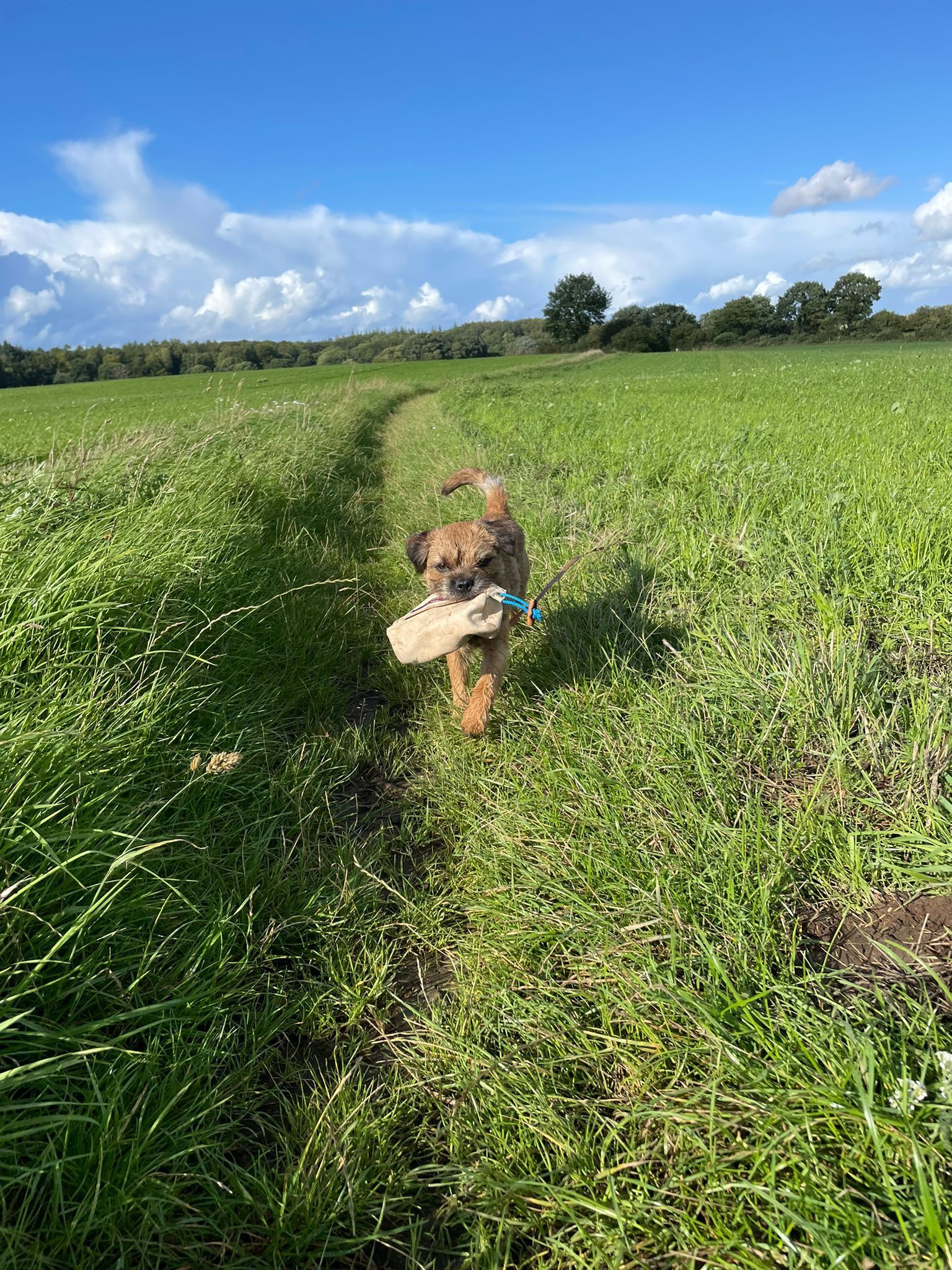 Hund mit Futterbeutel im Maul