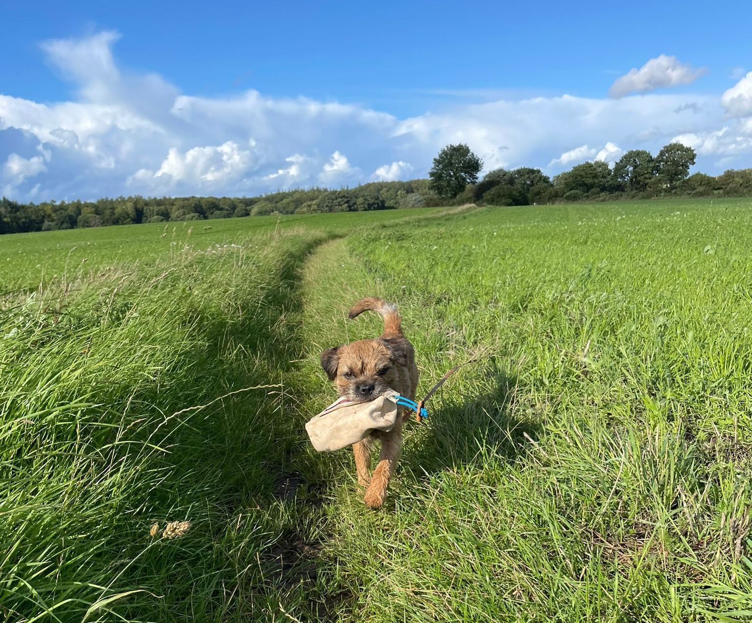 Hund der einen Futterbeutel bringt